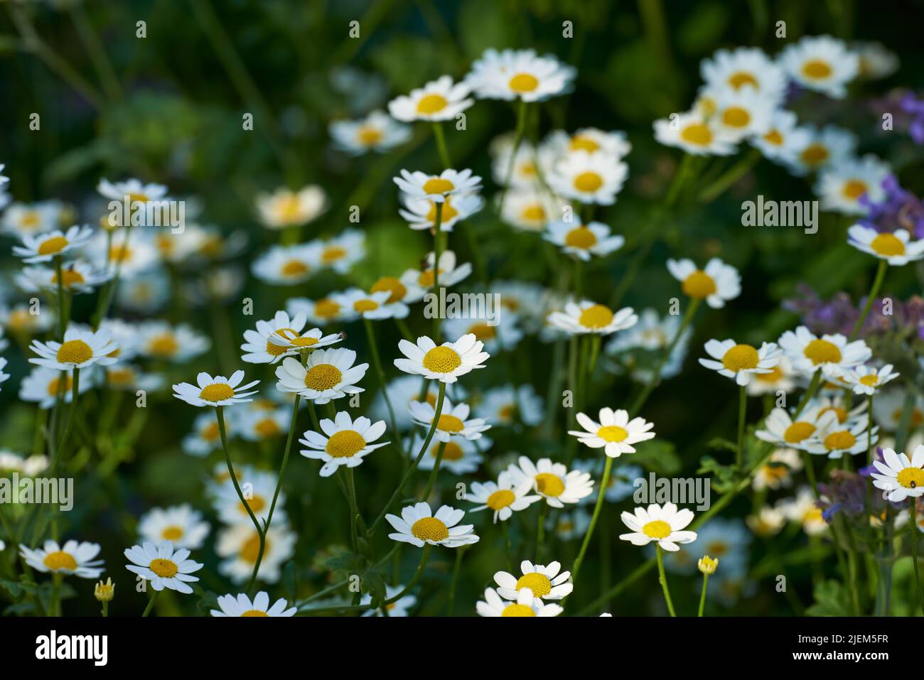 Planta de manzanilla fotografías e imágenes de alta resolución Alamy