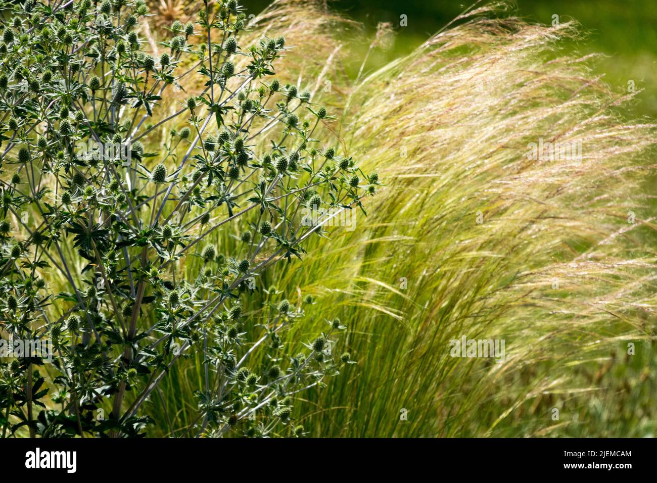 Stipa tenuissima colas de poni aka Nasella tenuissima, plantas mixtas de hierba de la pluma mexicana en el acebo del mar del jardín, Eryngium Foto de stock