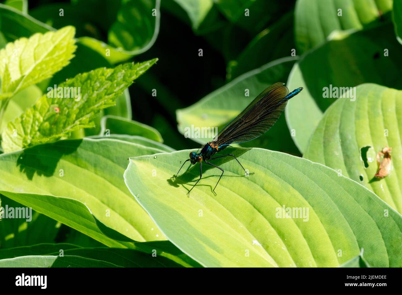 Libélula en hoja Hosta 'Gold Rush' Jardín de insectos amigable Foto de stock