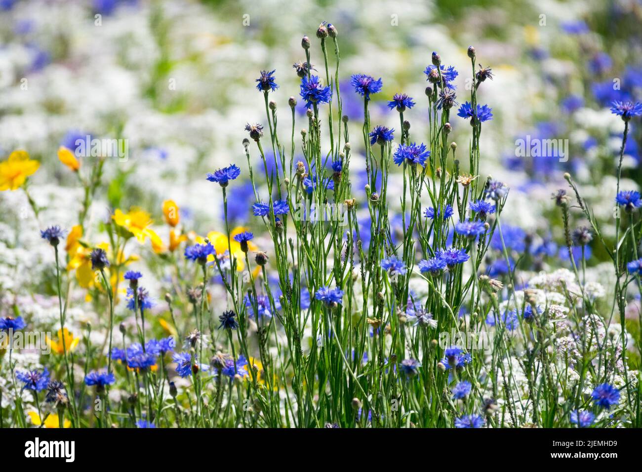 Azul blanco amarillo, prado de jardín, Centaurea cyanus, flores Candytuft Foto de stock