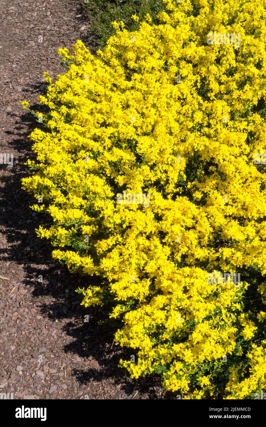 Silkyleaf Woadwaxen, escoba crepitante, Genista pilosa 'Vancouver Gold' jardín borde amarillo floreciendo Foto de stock