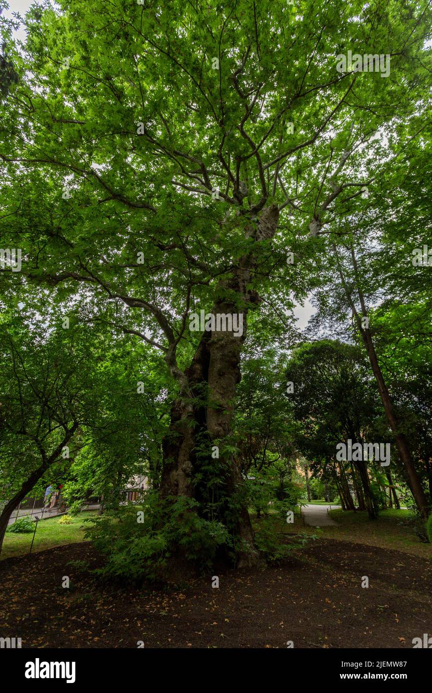 Padua, Italia - 06 10 2022: Jardín Botánico de la Universidad de Padua en Padua en un día de verano. Foto de stock