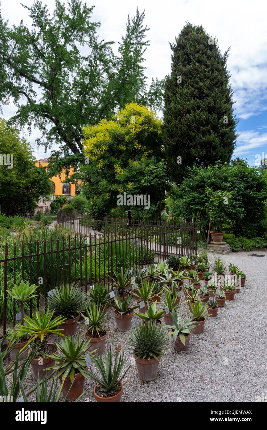 Padua, Italia - 06 10 2022: Jardín Botánico de la Universidad de Padua en Padua en un día de verano. Foto de stock