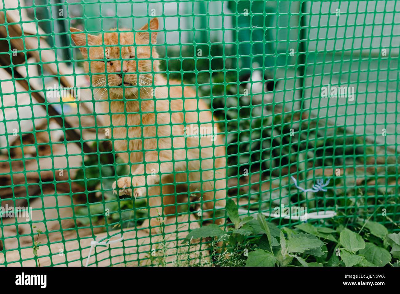 gato en una jaula en un refugio de animales Foto de stock