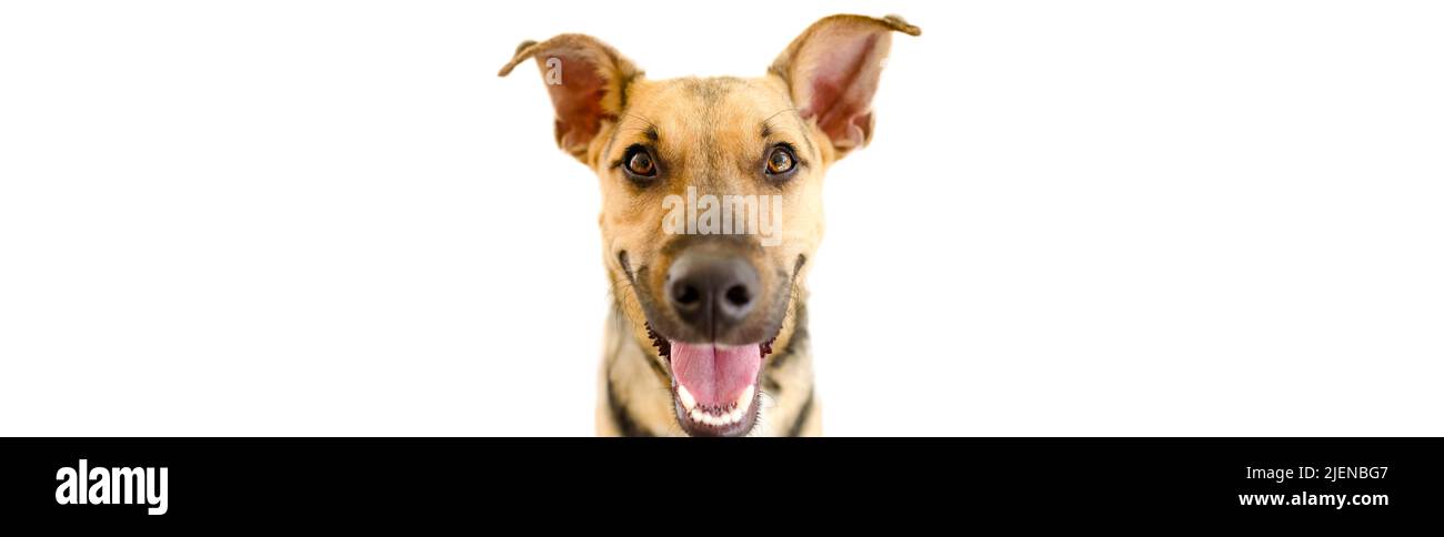 Un perro feliz se ve muy emocionado en el formato de imagen de banner aislado sobre fondo blanco Foto de stock