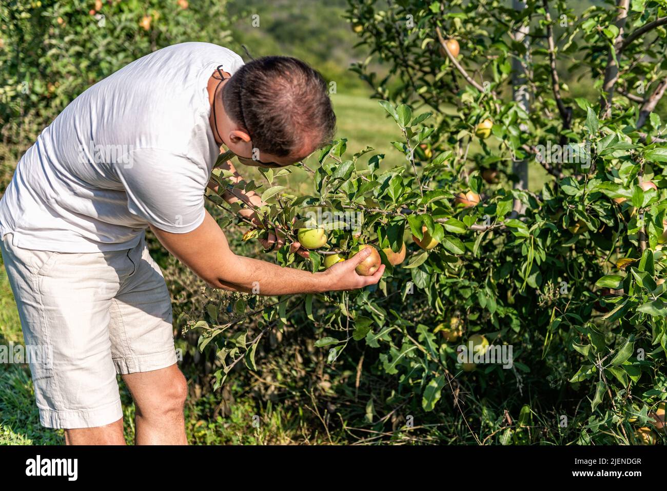 Árboles de manzano con jardinero granjero de hombre recogiendo fuji rojo y verde o fruta de pippin en campo de verano de granja de jardín en Virginia en shorts y ts Foto de stock
