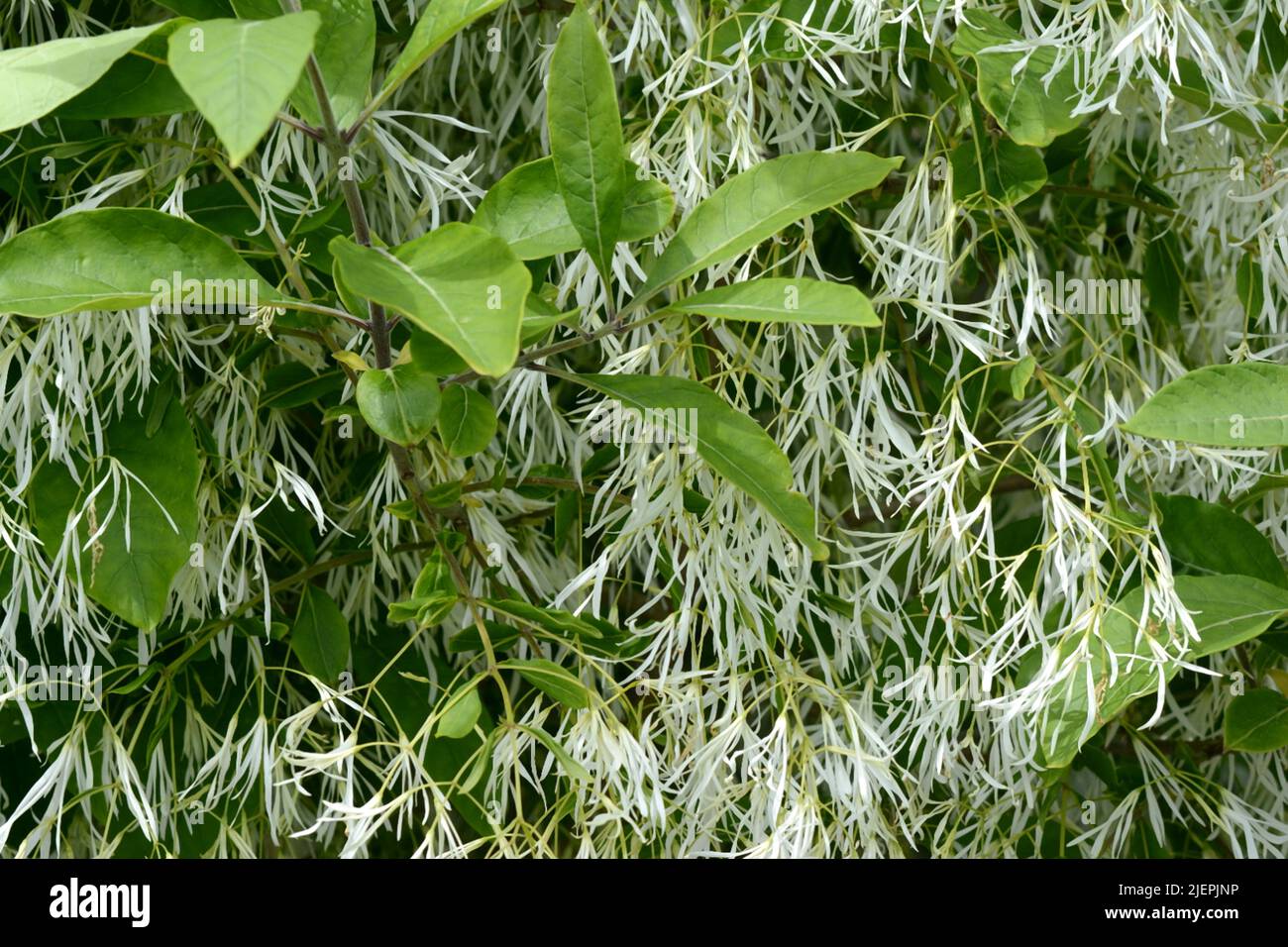 Chionanthus virginicus Abundancia de flores blancas cremosas ligeramente fragantes Foto de stock