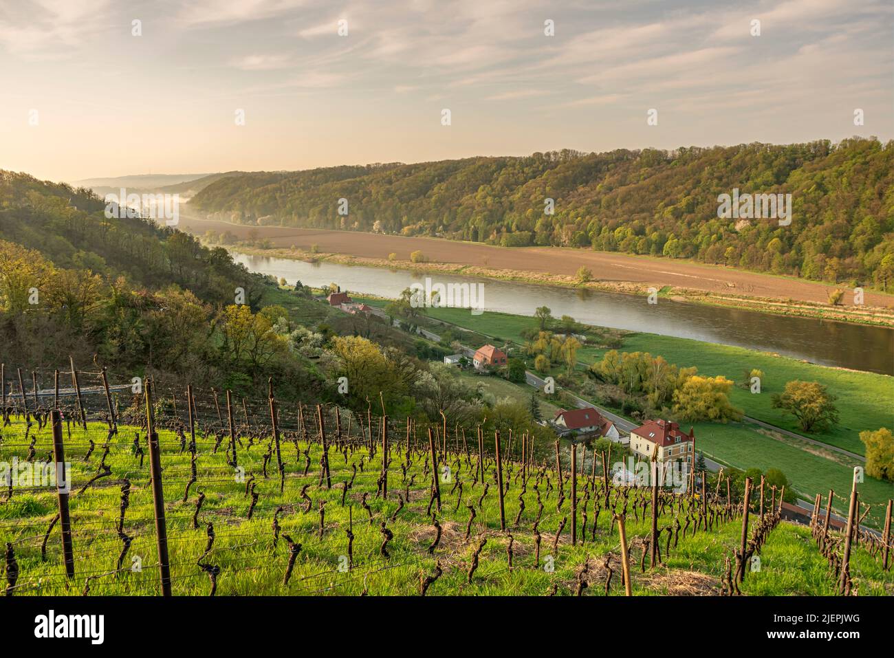 Vista a primera hora de la mañana desde los viñedos Spaargebirge en el valle del Elba cerca de Meissen, Sajonia, Alemania Foto de stock