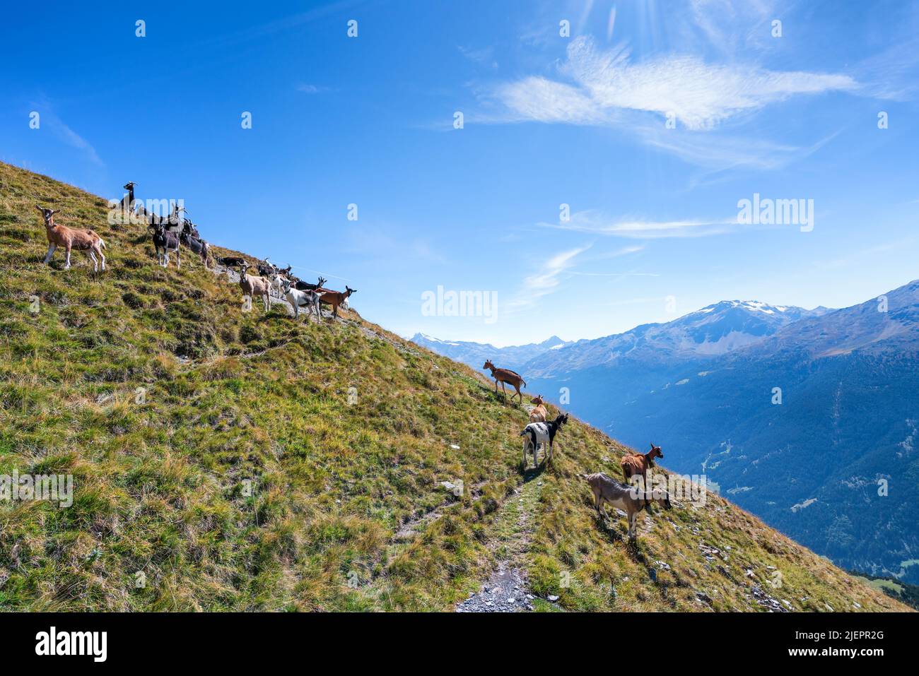 Cabras en la ruta wiking cerca de la ciudad de Bormio en el norte de Italia, Europa, Alpes Foto de stock