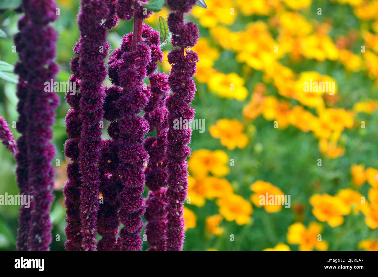 Plantas de cola de gato fotografías e imágenes de alta resolución - Alamy