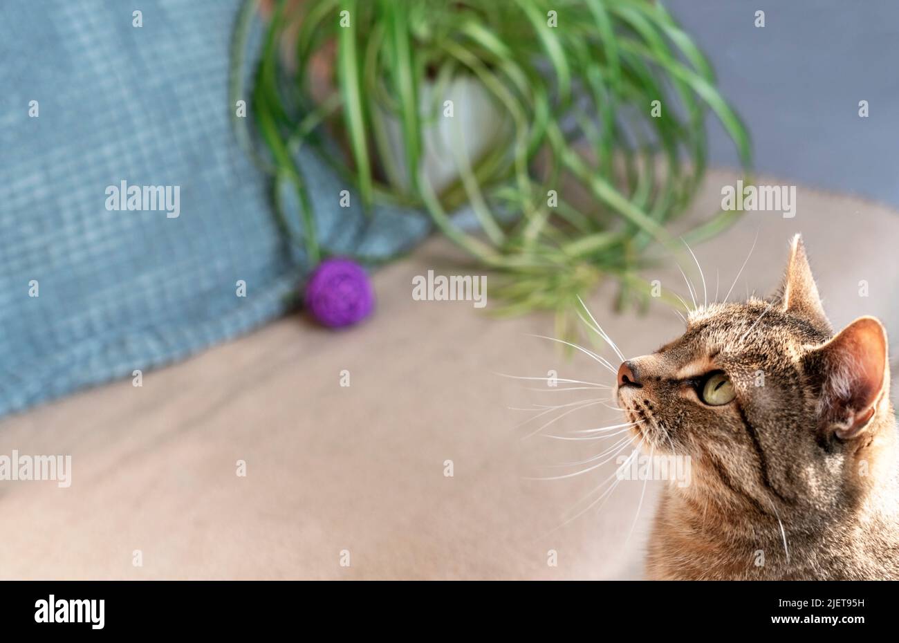 Rayas tabby gato beige con ojos verdes sentado en la habitación de la casa mirando mascotas lindo animales copiar espacio selectivo foco Foto de stock