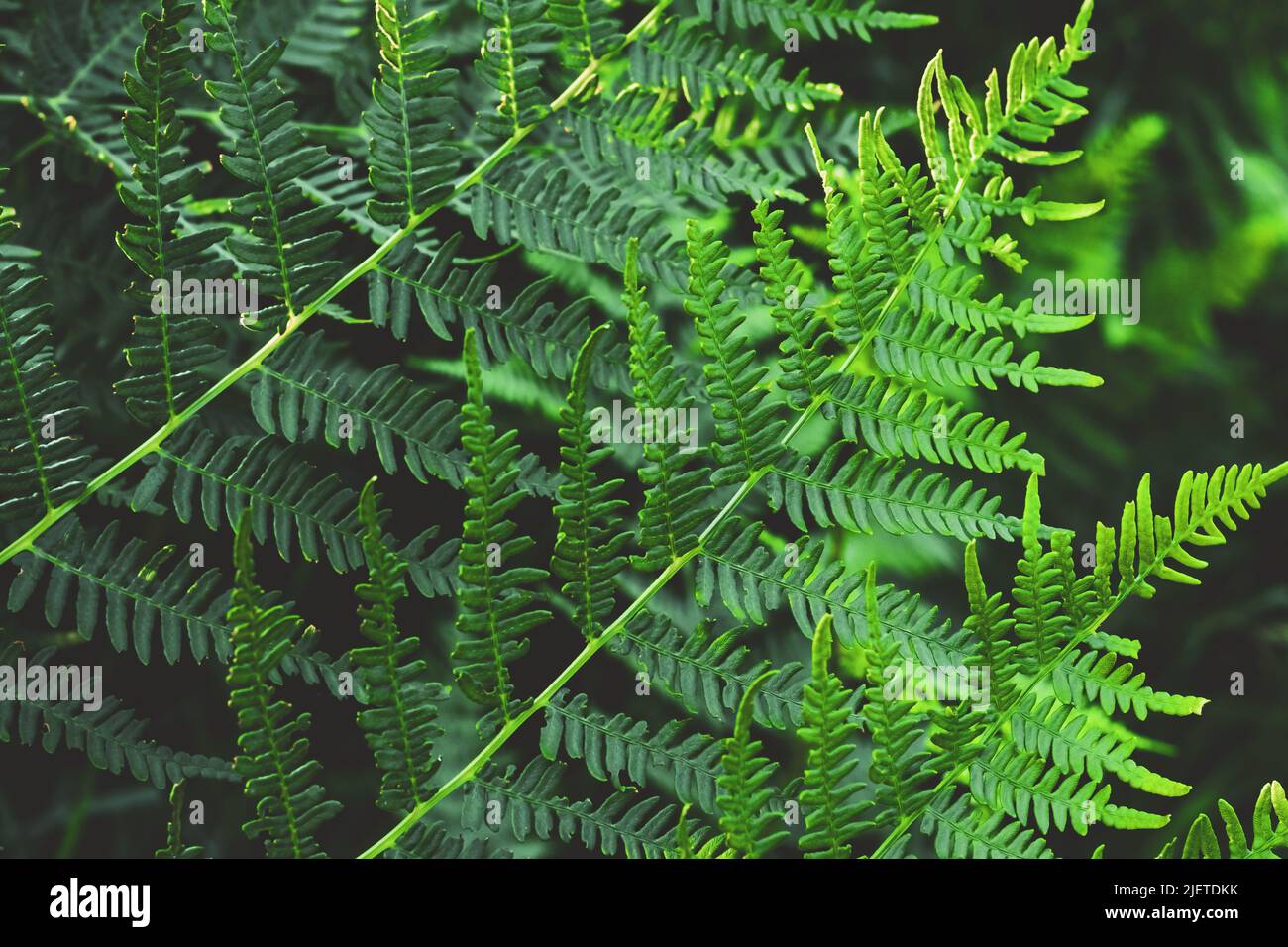 Verde helecho hojas patrón, hermoso verde fondo verde y papel pintado. Textura natural de follaje tropical fresco. Telón de fondo de hierbas para el diseño. Naturaleza Foto de stock