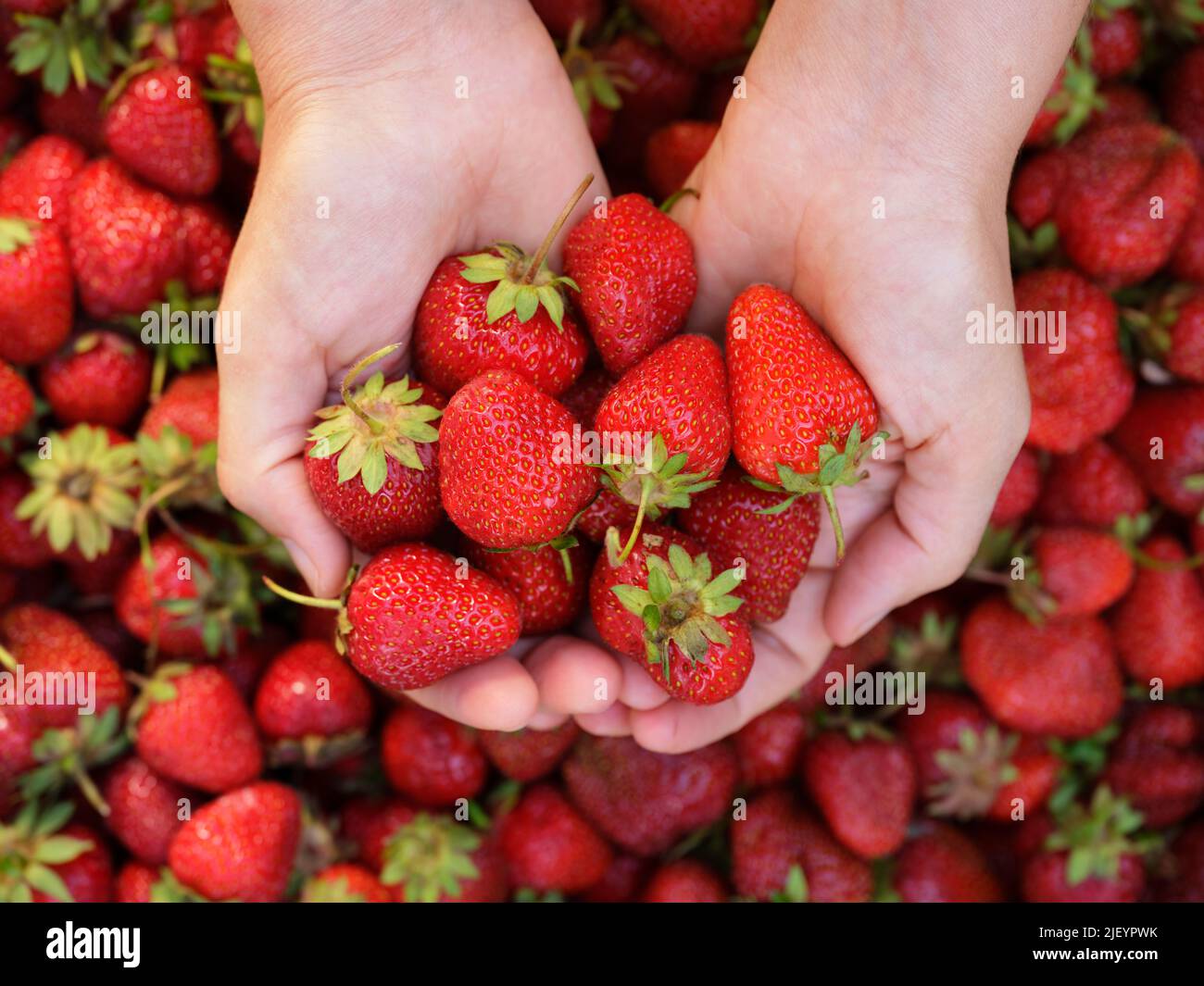 Una mujer sosteniendo fresas recién cosechadas en sus palmas. Primer plano. Foto de stock