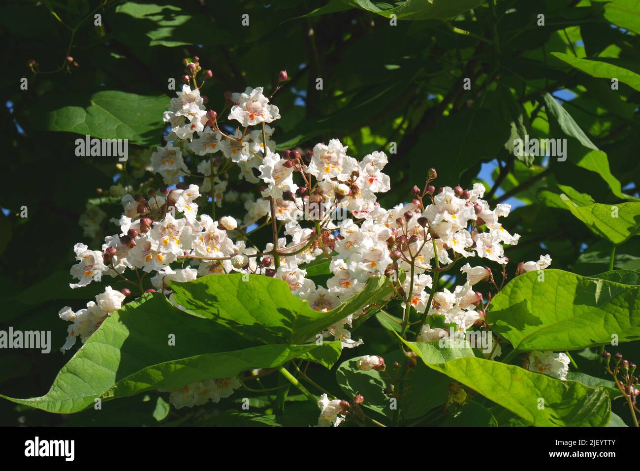 Catalpa árbol en flor en un jardín, Hungría Foto de stock