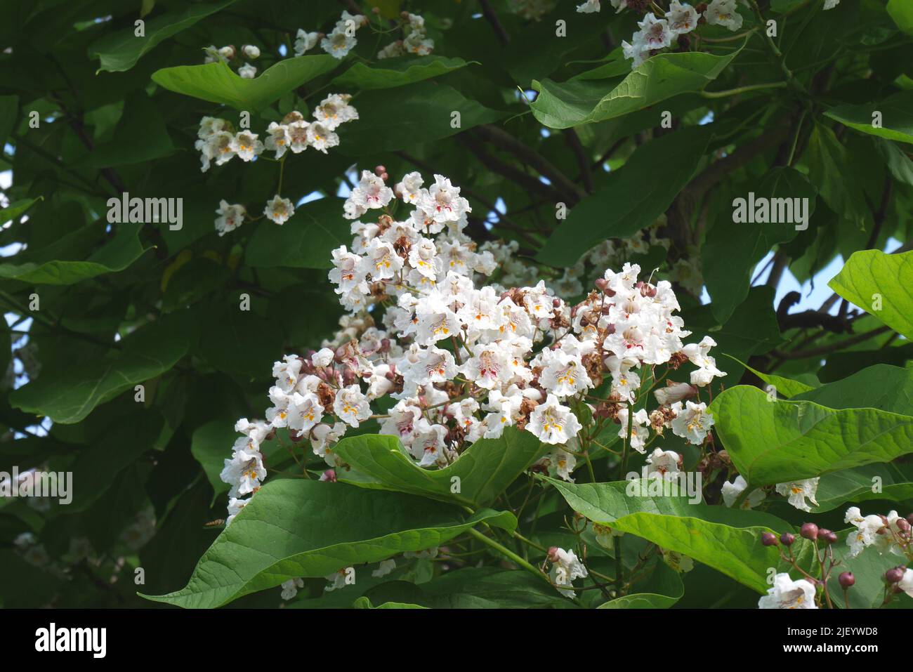 Catalpa árbol en flor en un jardín, Hungría Foto de stock