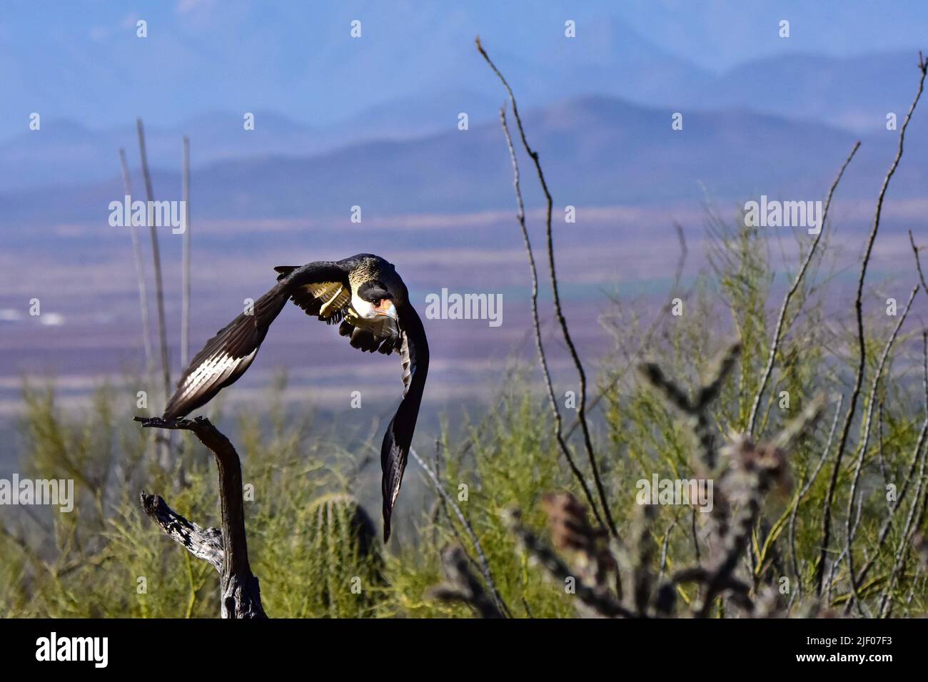 Una Caracara Crested volando sobre el desierto. Foto de stock