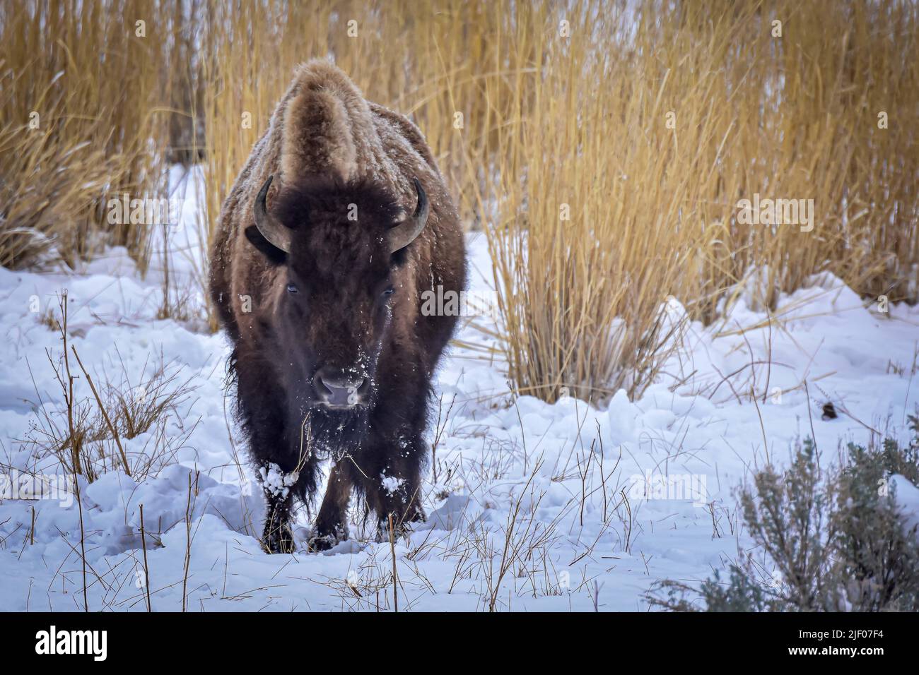Un Buffalo a salir caminando en la nieve, Parque Nacional de Yellowstone. Foto de stock