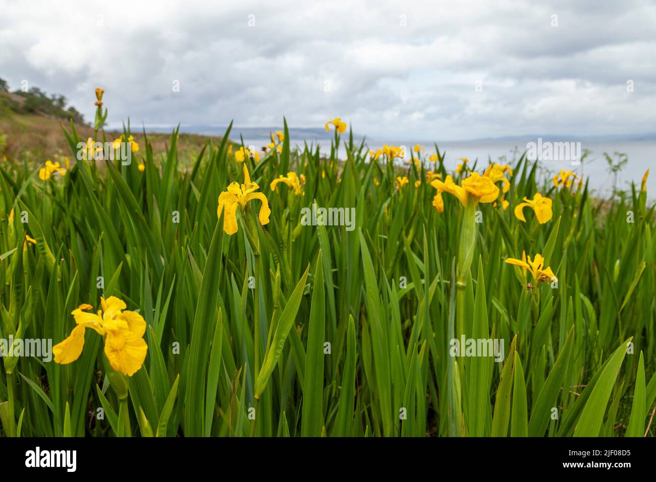 Iris pseudacorus iris amarillo que crece en la isla de Arran, Escocia Foto de stock