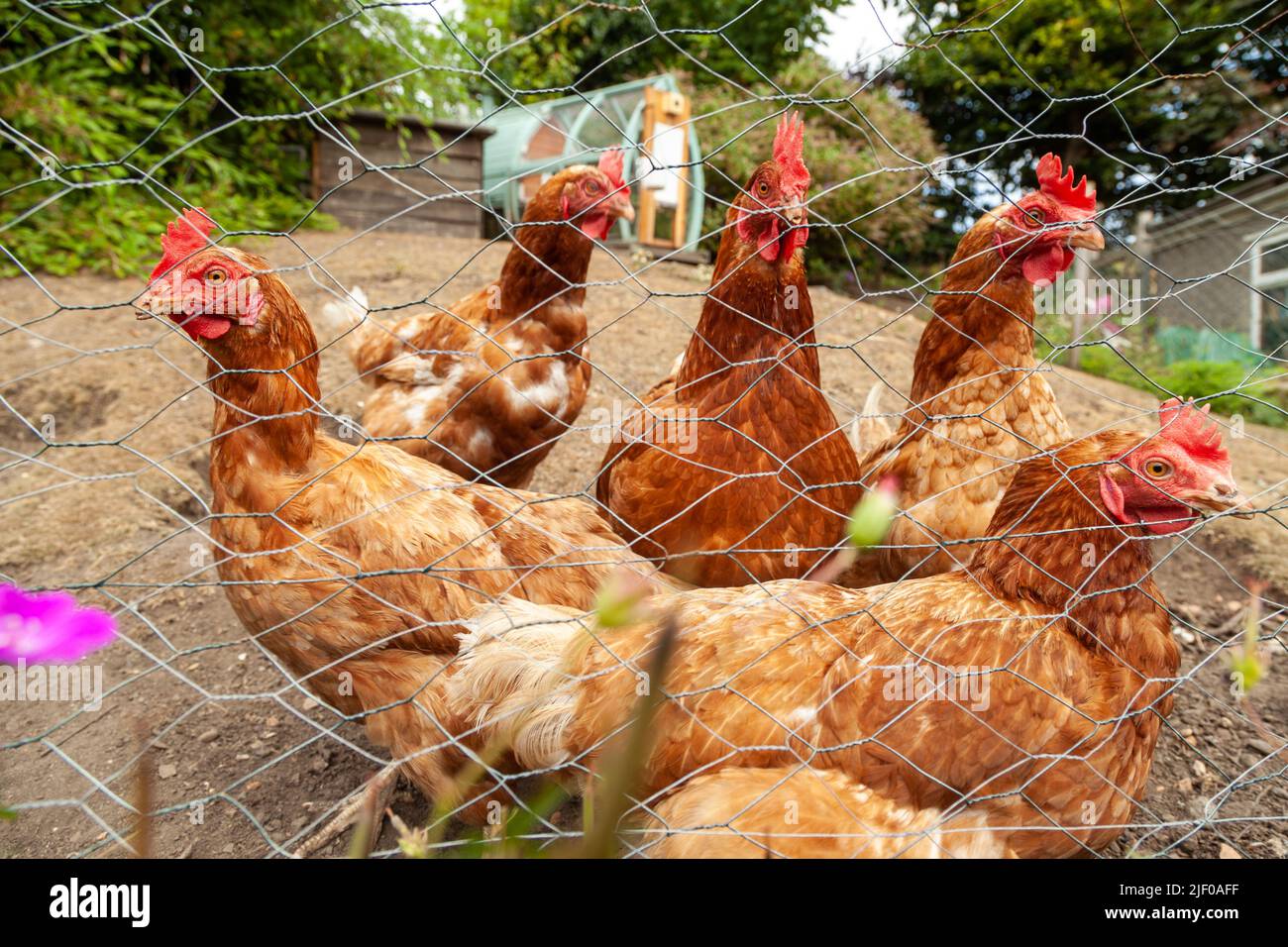Un grupo de pollos de pie fuera detrás de una valla de alambre Foto de stock
