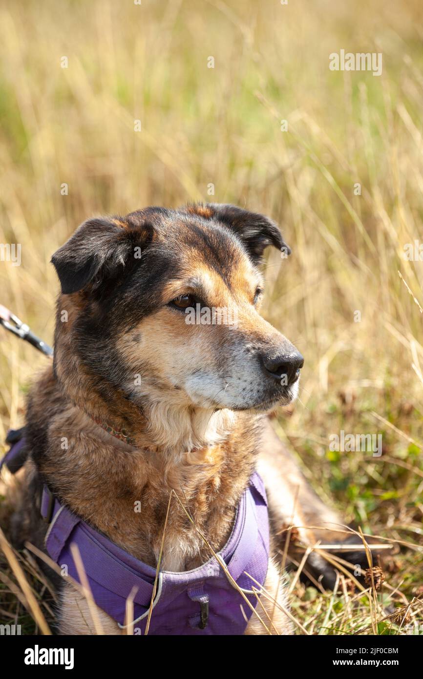Un retrato de un perro de raza mixta tumbado en un campo de hierba mirando lejos de la cámara Foto de stock