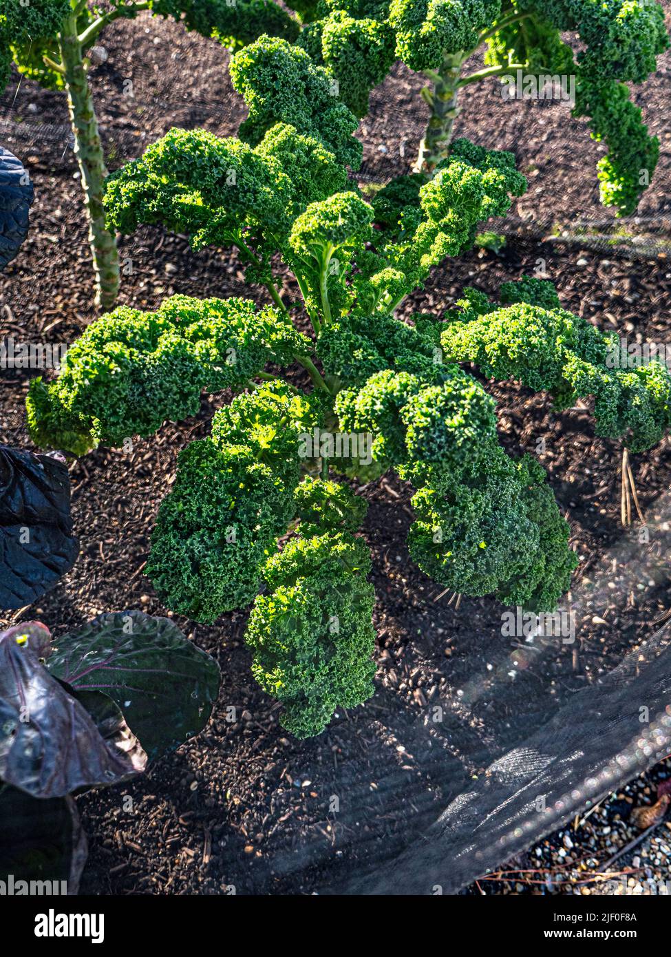 Kale 'CAPITAN' cultivado en parche de jardín vegetal de cocina, encerrado por enviromesh de redes contra plagas. Es una brassica similar a su primo «italiano». Foto de stock