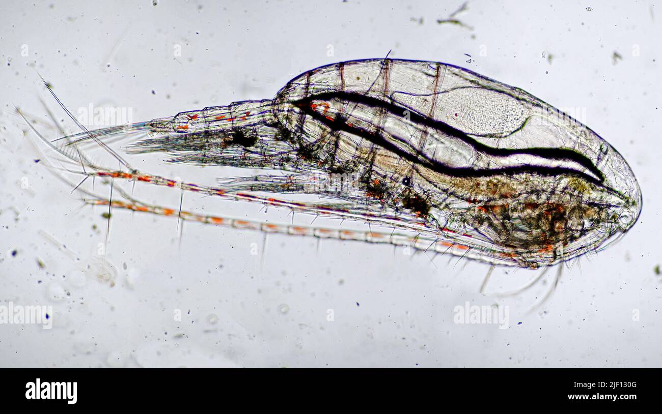 El crustáceo planctónico Calanus finmarchicus. Vista lateral. Foto de stock