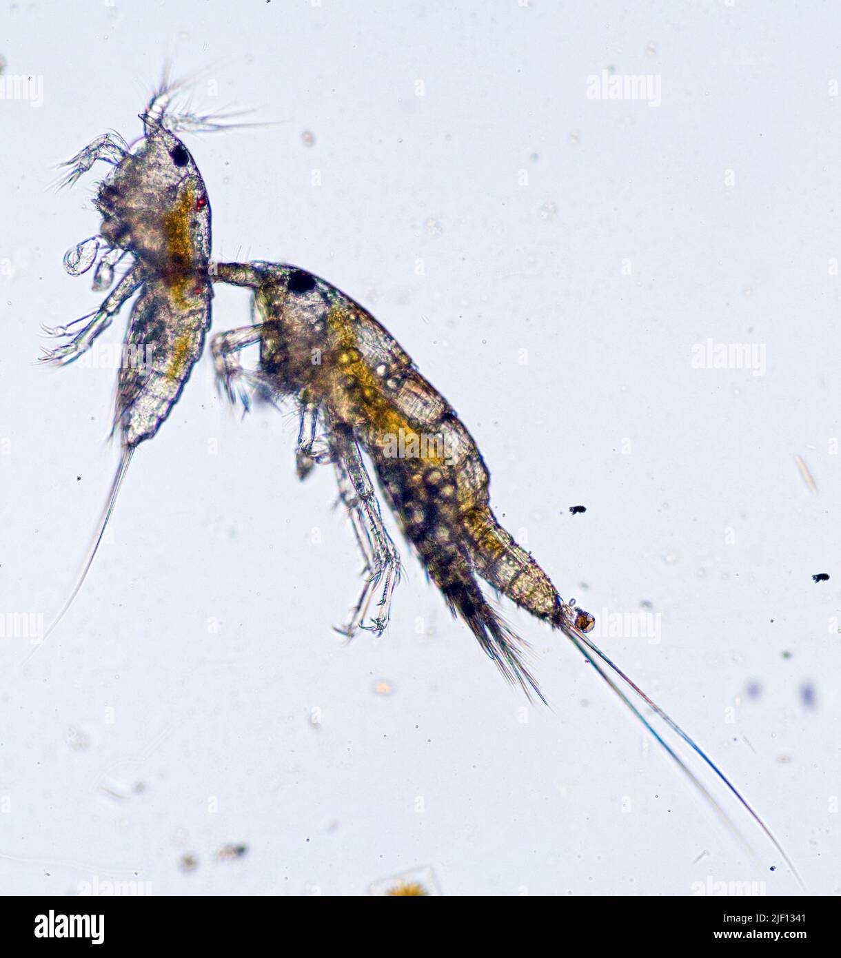 Pareja de copepods harpacticoides. Foto de stock