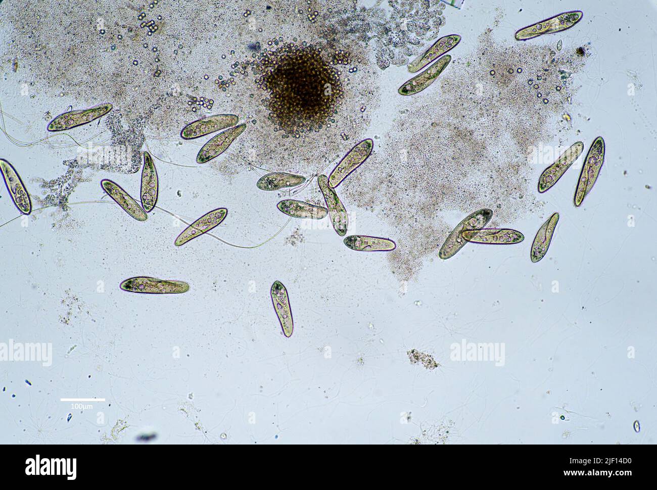 Los ciliatos (Paramecium sp.) se alimentan de bacterias en un cultivo de agua dulce. Foto de stock