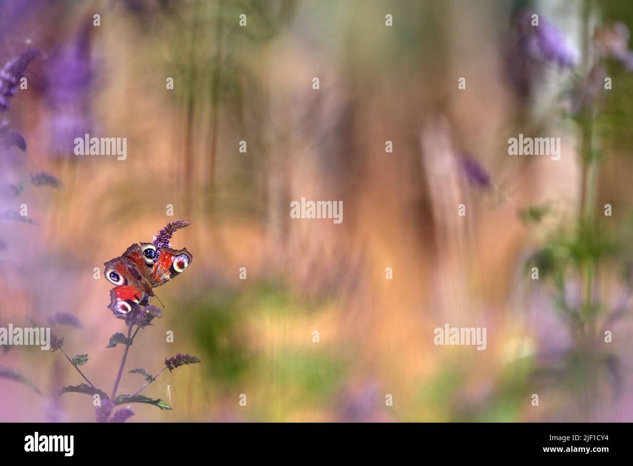 Mariposa europea de pavo real, Aglais io, alimentando néctar sobre flores de menta Foto de stock