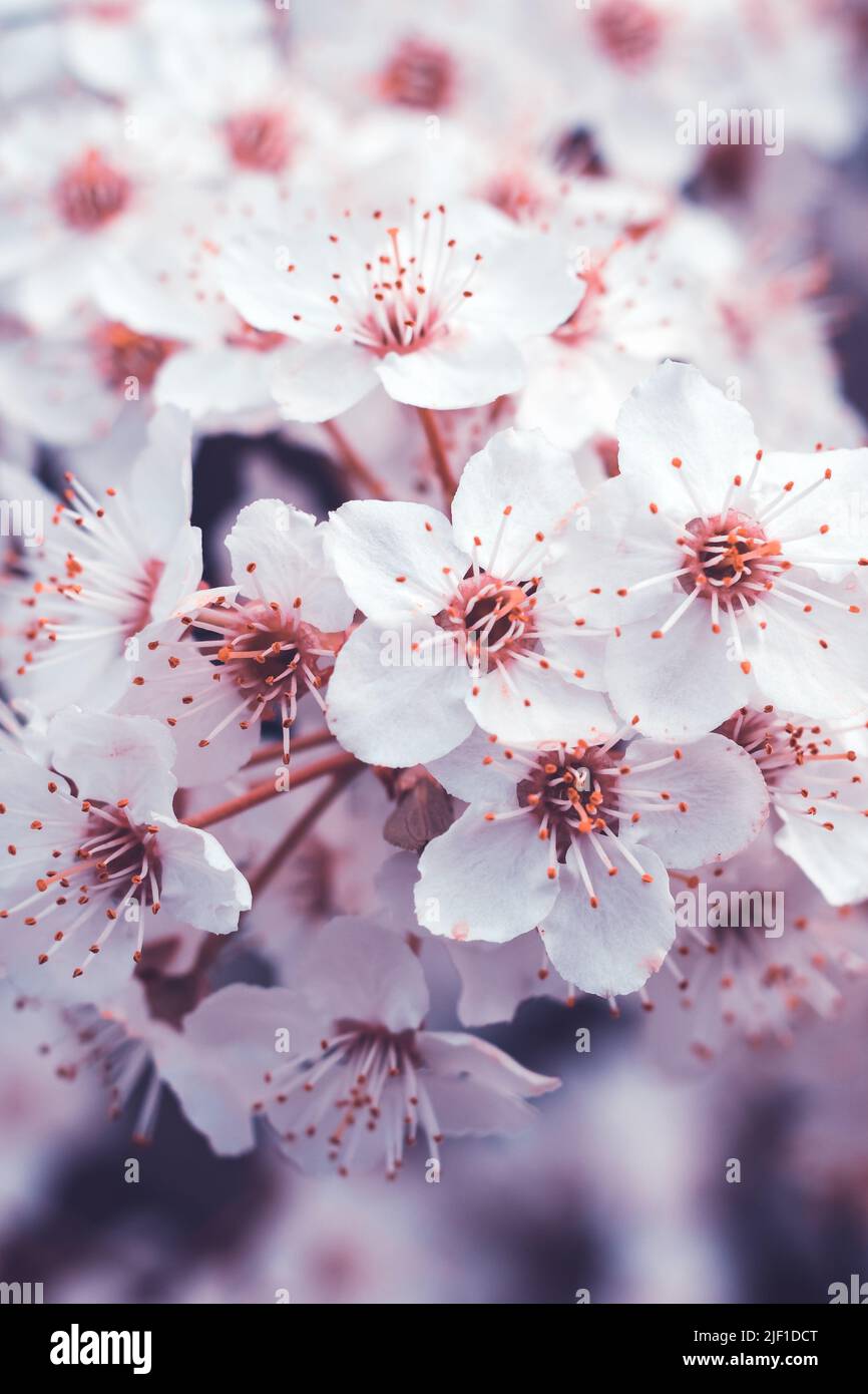 Flor de cerezo primaveral, flores frescas. Rama de árbol frutal. sakura floreciendo. Fondo floral, hermoso papel pintado, patrón de la naturaleza. Enfoque selectivo. Hola Foto de stock