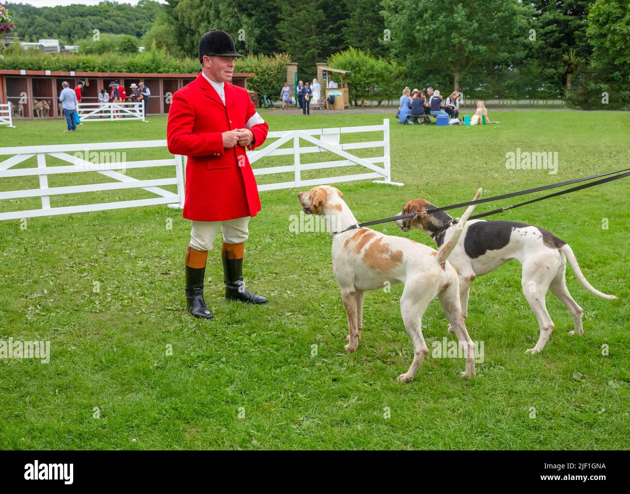 Harrogate, North Yorkshire, Reino Unido. Julio 14 2021. Huntsman vestido con abrigo rojo, dando golosinas a dos foxhounds en el Great Yorkshire Show 2021. Foto de stock