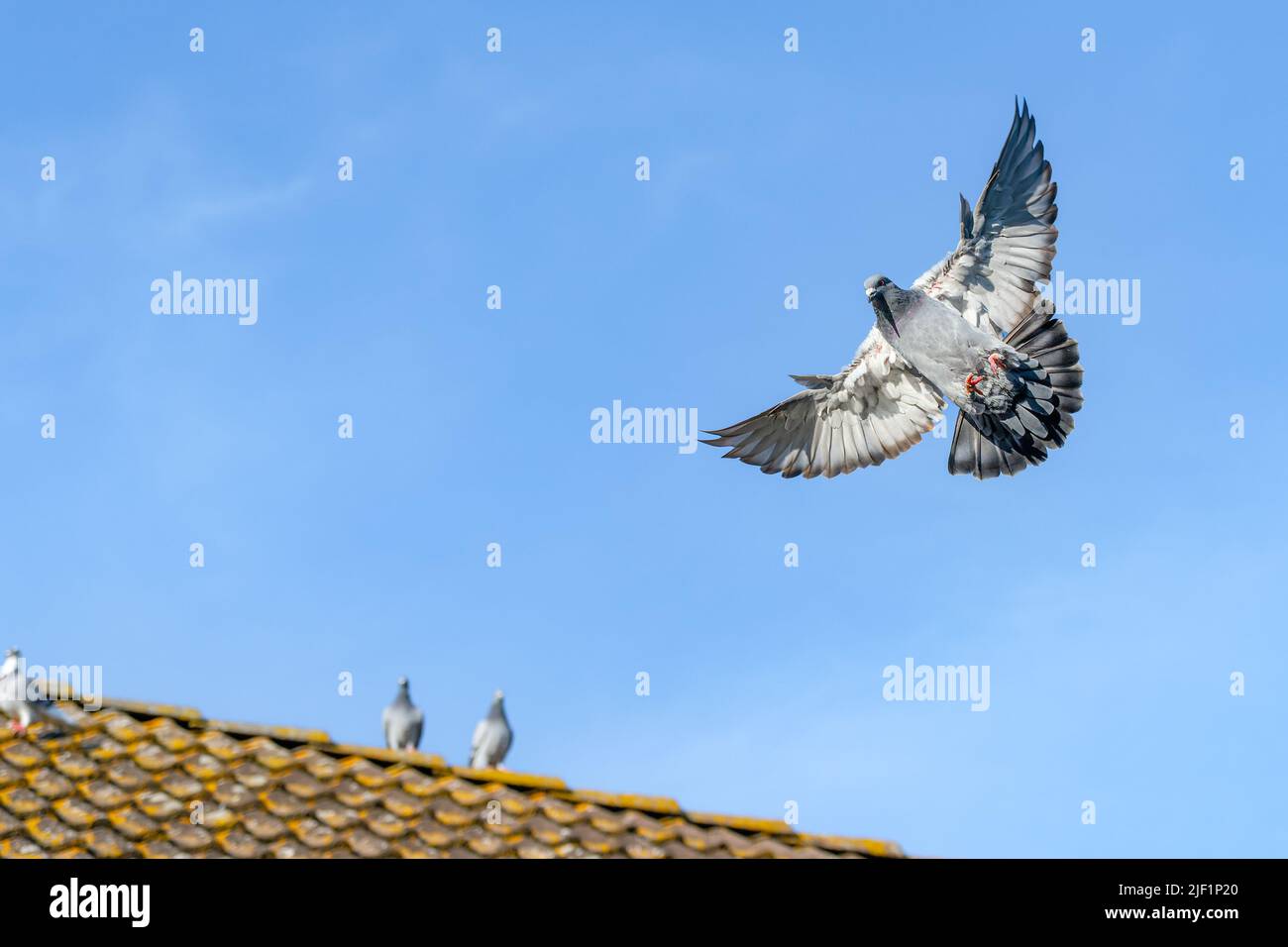 Hermosa paloma voladora con un cielo azul como fondo Foto de stock
