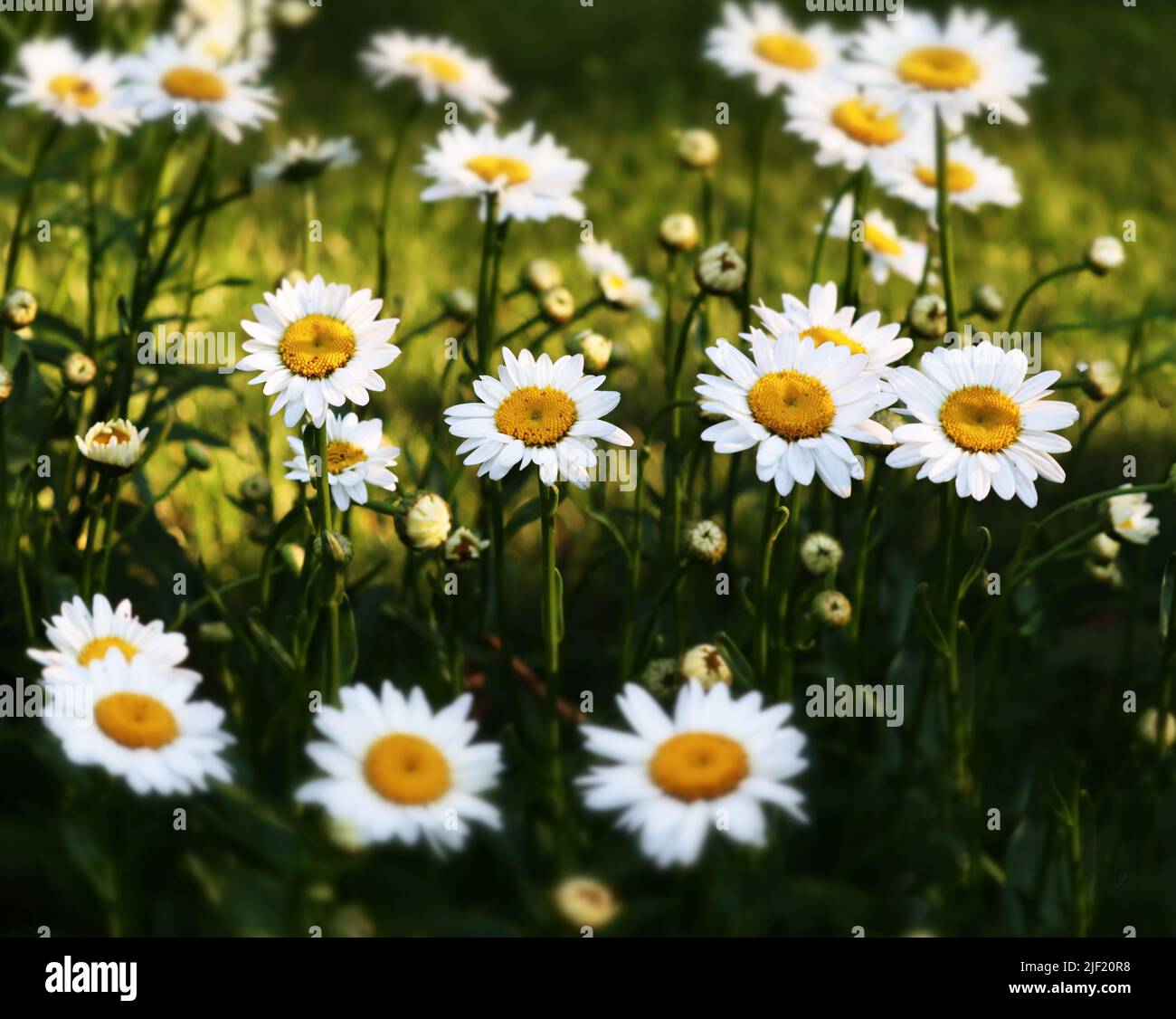 Cabeza de flor grande de Daisy inglesa, Bellis perennis, sobre un fondo borroso y frondoso en primavera o verano, Lancaster, Pennsylvania Foto de stock