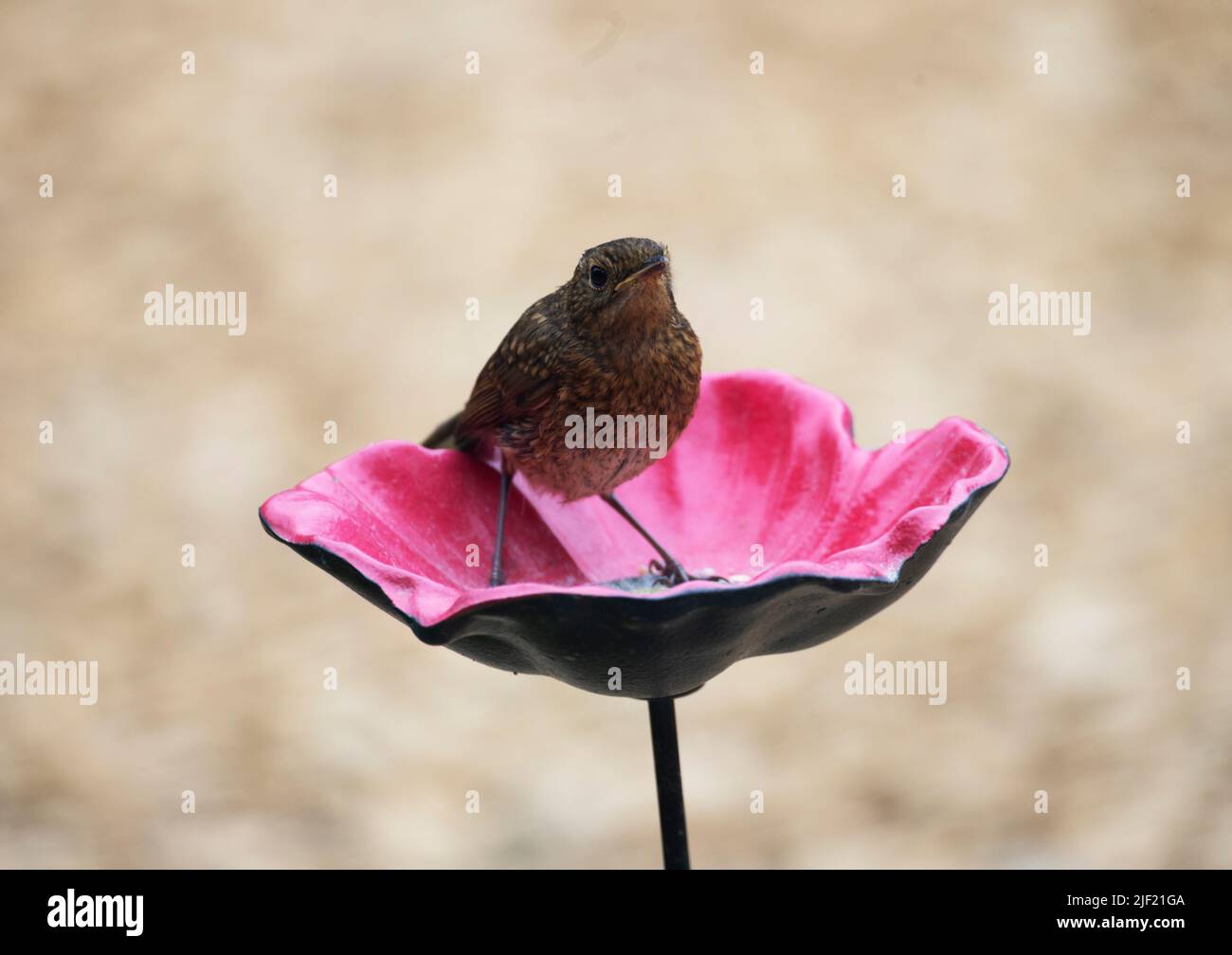 Petirrojo en ciernes en un comedero de pájaros de flor de Pansy de cerámica - British Garden Birds Foto de stock