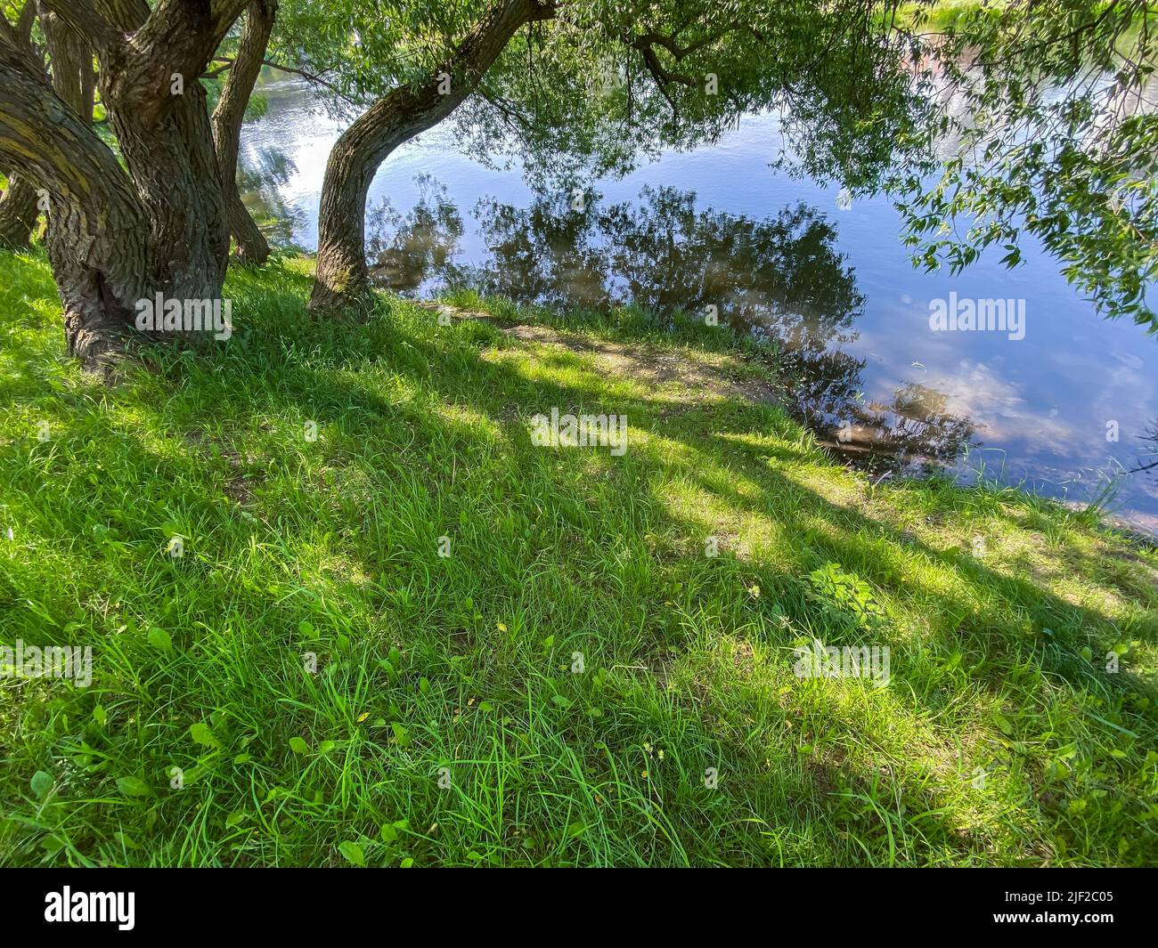 pintoresco paisaje de verano con un árbol a orillas del río y reflejos del cielo azul en el agua Foto de stock