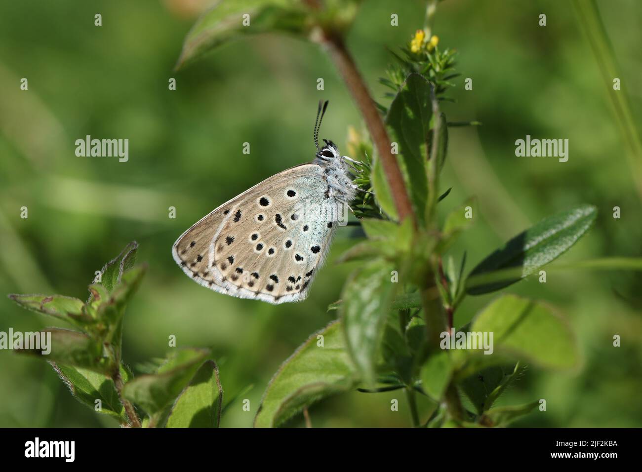 Una rara mariposa azul grande, Phengaris arion, descansando sobre una planta en un prado. Foto de stock
