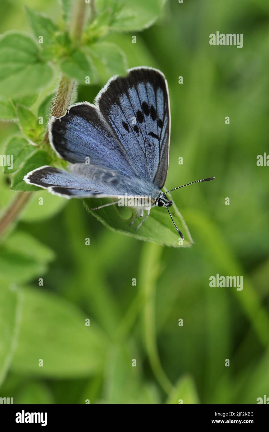 Una rara mariposa azul grande, Phengaris arion, descansando sobre una planta en un prado. Sus alas están empezando a abrirse. Foto de stock