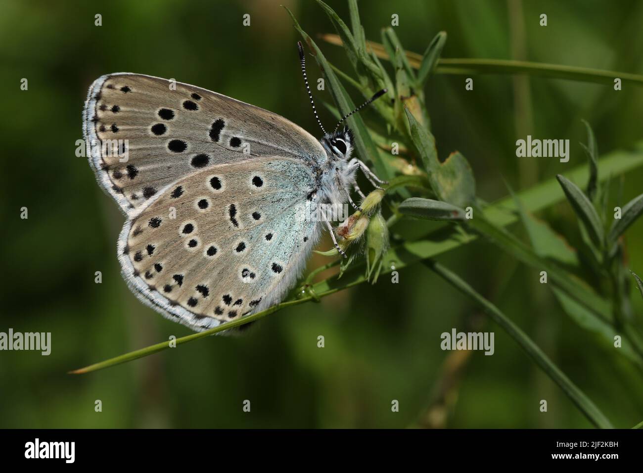 Una rara mariposa azul grande, Phengaris arion, descansando sobre una planta en un prado. Foto de stock
