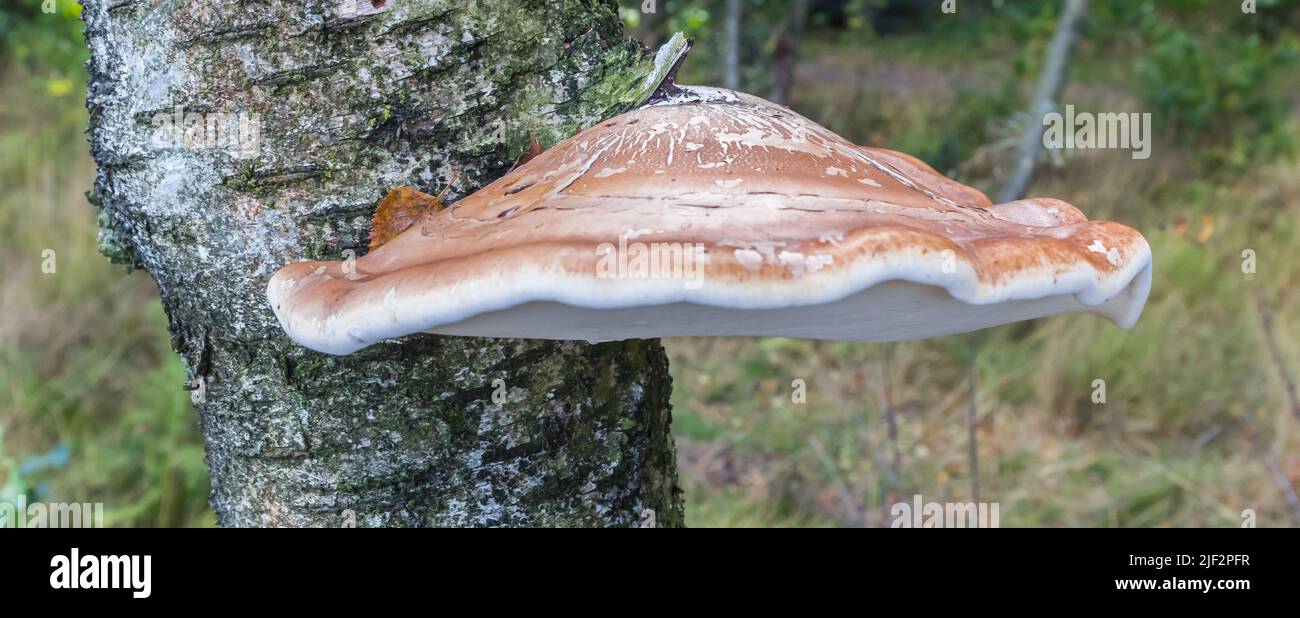 Panorama de un hongo del soporte de abedul (Piptoporus betulinus) en un árbol en Appelbergen, Países Bajos Foto de stock