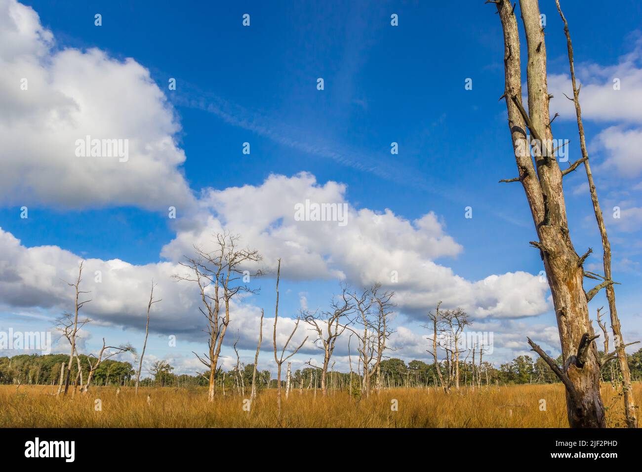 Árbol muerto en las llanuras de Appelbergen cerca de Groningen in otoño Foto de stock
