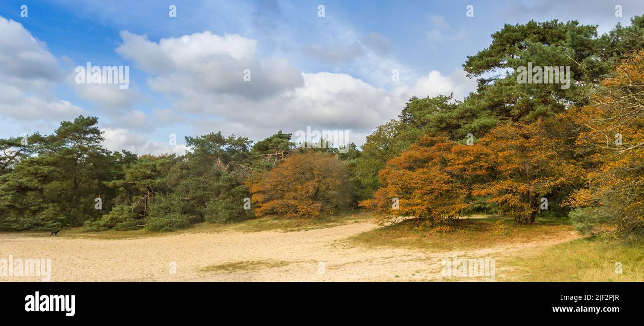 Panorama de los árboles en colores otoñales cerca de Schipborg en Drenthe, Países Bajos Foto de stock