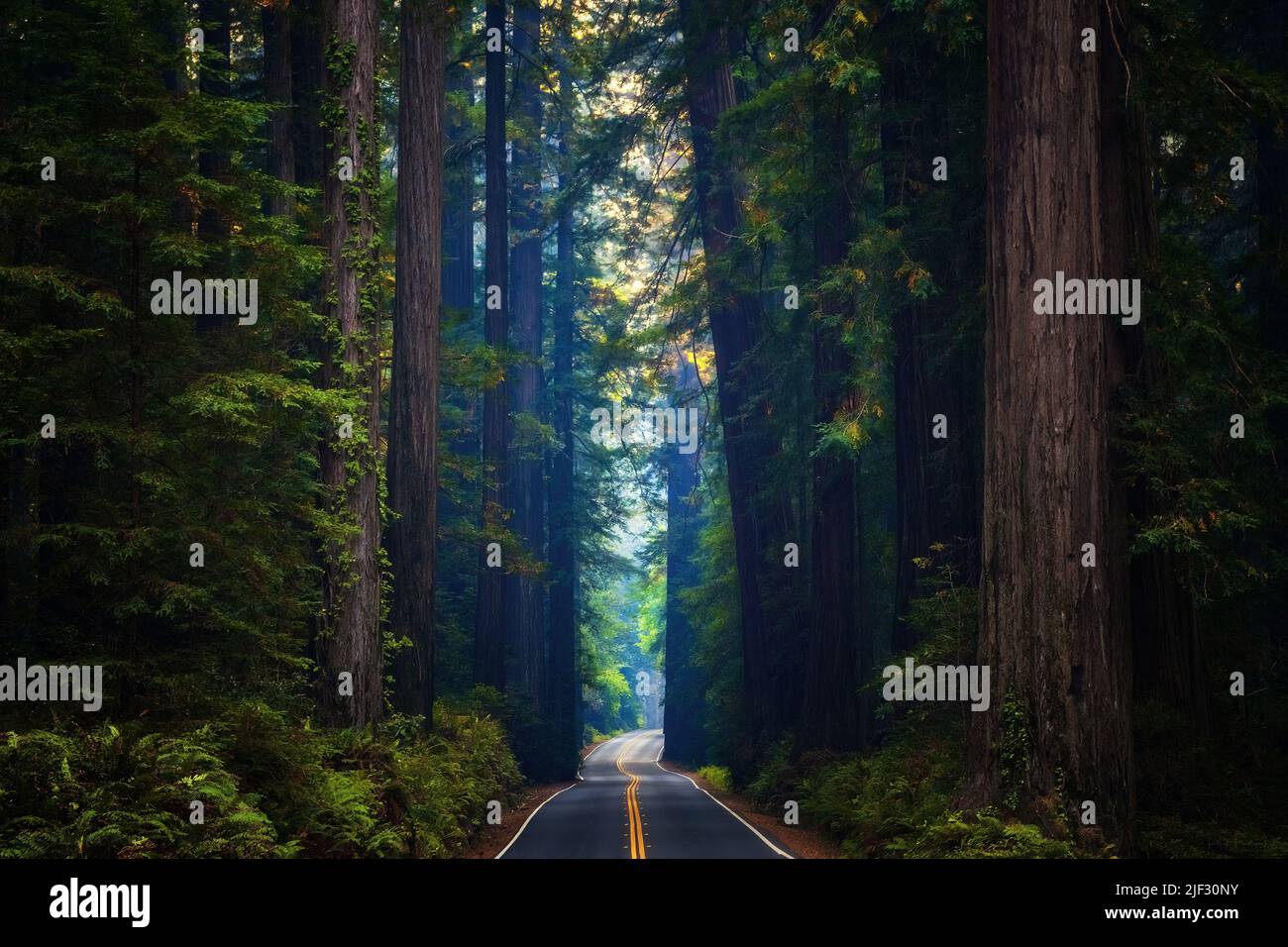 La carretera Avenue of the Giants en el norte del Parque Nacional