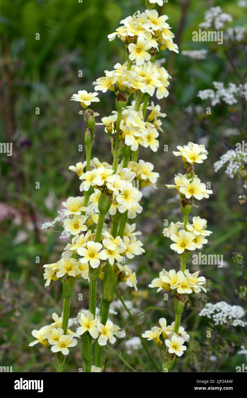 Sisyrunchum striatum hierba de ojos amarillos pálidos Semillas de flores de color amarillo pálido en forma de estrella Foto de stock