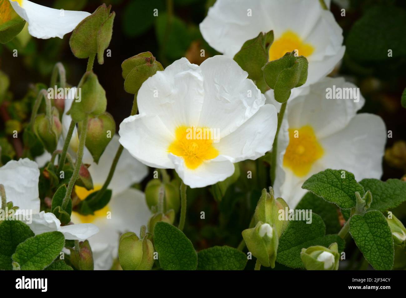 Cistus x platysephalus produce abundantes flores blancas Foto de stock
