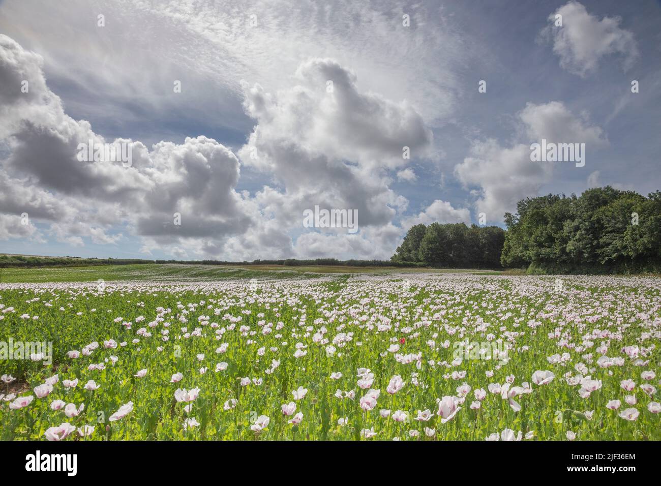 Nuevo campo de amapolas de opio en Dorset, junio de 28th 2022 Foto de stock
