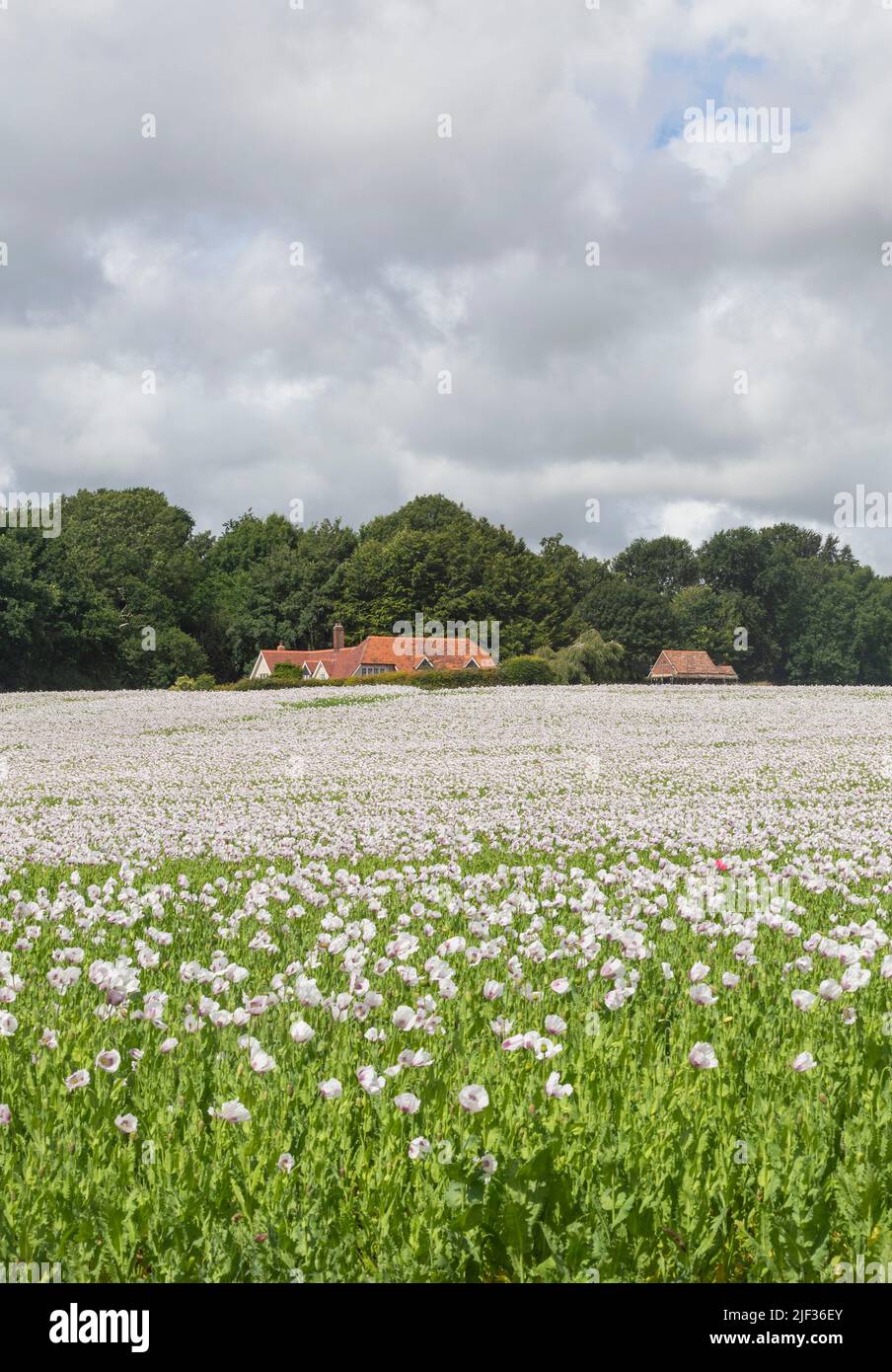 Nuevo campo de amapolas de opio en Dorset, junio de 28th 2022 Foto de stock