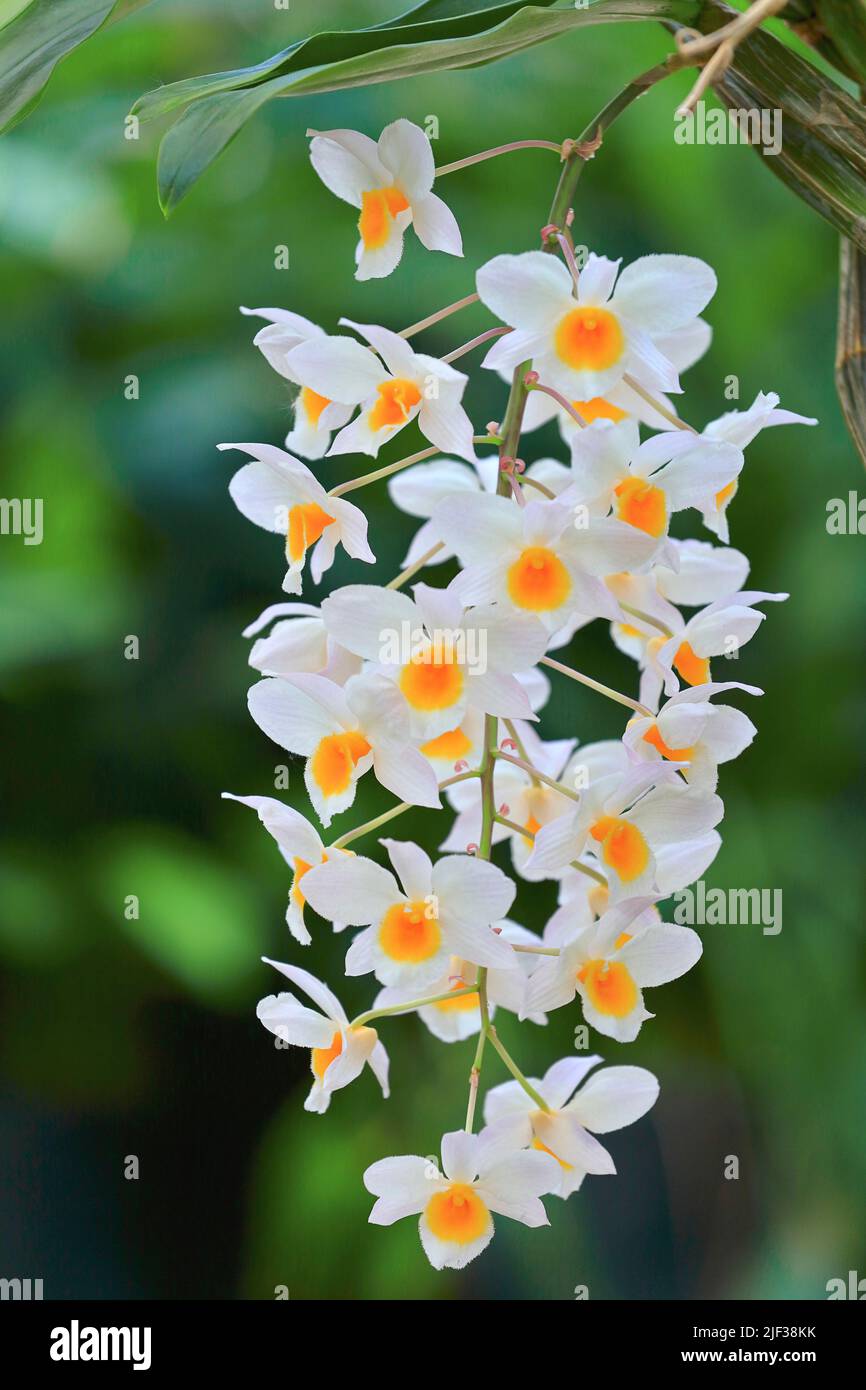 Dendrobium (Dendrobium farmeri), inflorescens Foto de stock
