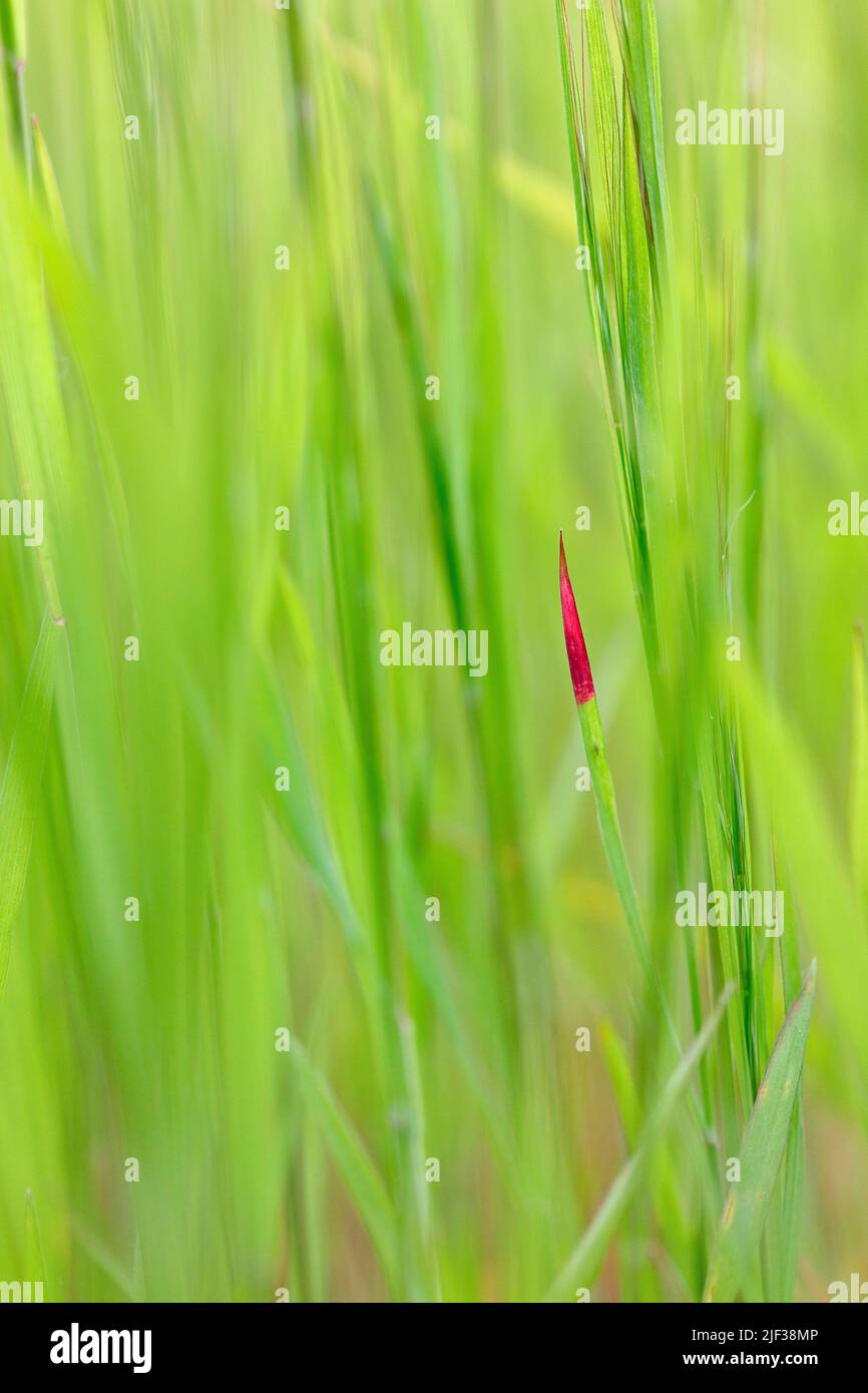 Hoja de hierba con punta roja, Alemania Foto de stock
