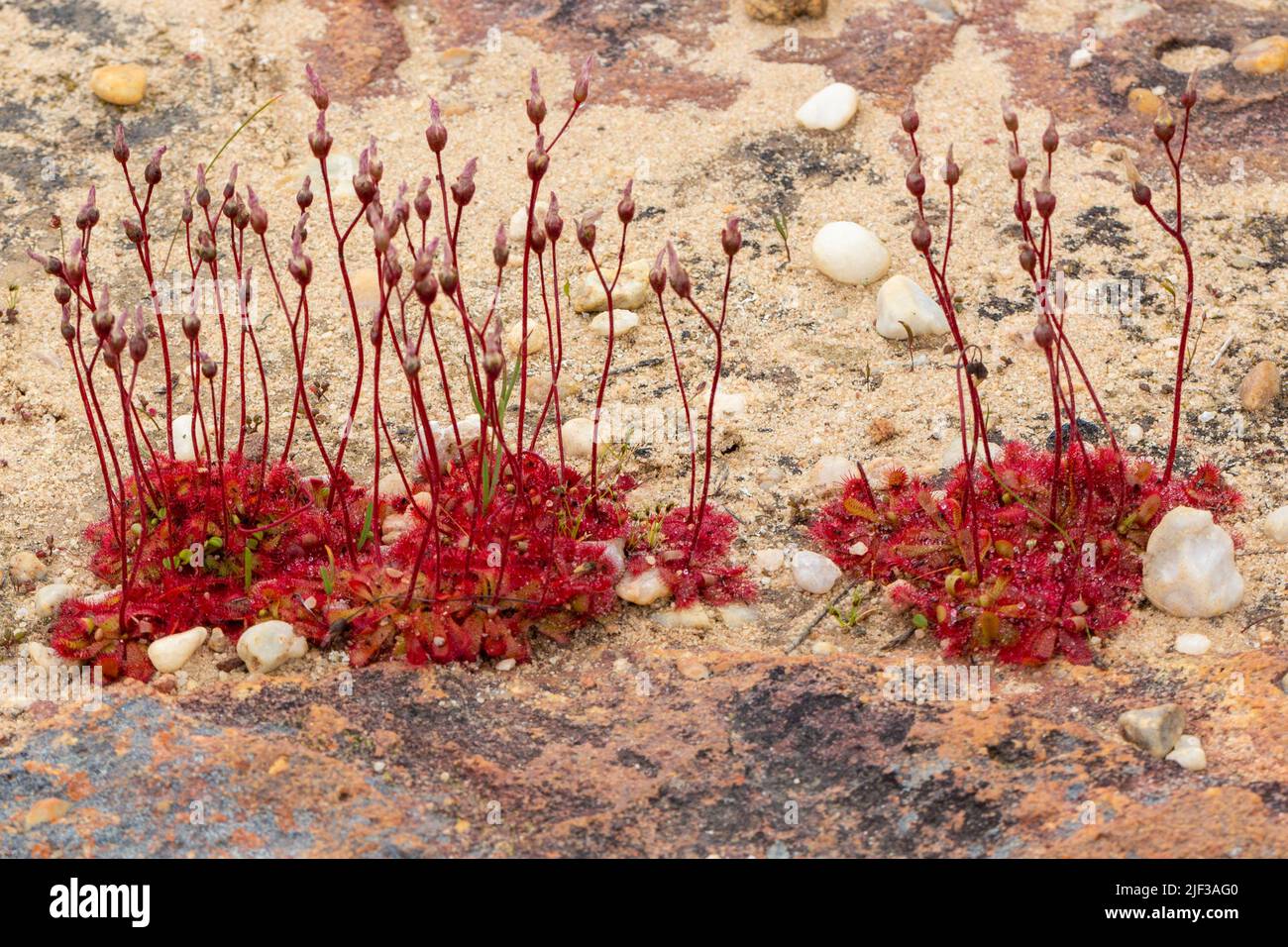 Plantas carnívoras: Floración Drosera sp. Tomada cerca de Nieuwoudtville en el Cabo Norte de Sudáfrica Foto de stock