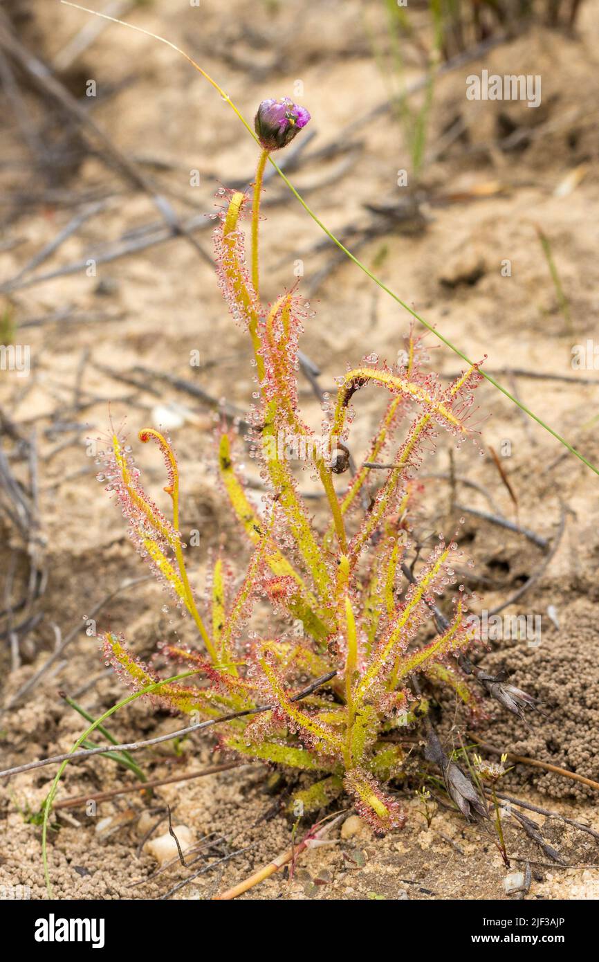Drosera cistiflora cerca de Nieuwoudtville en el Cabo Norte de Sudáfrica Foto de stock